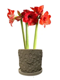 Concrete Honeycomb Bee Planter 8 Concrete Honeycomb Bee Planter -Outdoor Garden Store 8613044 03v