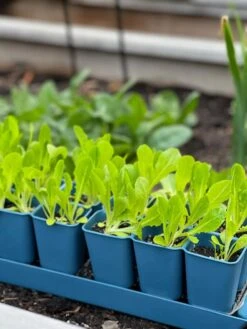 Gardener's Best® XL Seed Starting Kit -Outdoor Garden Store 8613066 01TEST