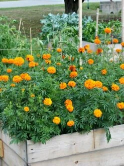 SeedSheets Organic Vegetable Garden, Easy Breezy Caprese, 4' X 8' -Outdoor Garden Store 8613295 04V