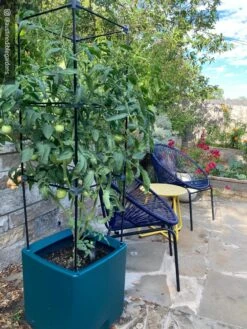 Oasis Self-Watering Tomato Planter With Trellis -Outdoor Garden Store 8613440 01IN