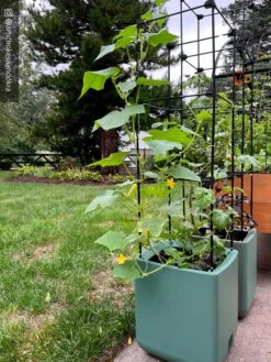 Oasis Self-Watering Tomato Planter With Trellis -Outdoor Garden Store 8613440 02TEST