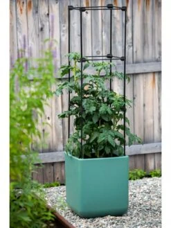 Oasis Self-Watering Tomato Planter With Trellis -Outdoor Garden Store 8613440 0373 3 4