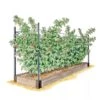 Raspberry Bed -Outdoor Garden Store GS39389 01S 1