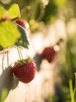 3-Tier Strawberry Bed 9 3-Tier Strawberry Bed -Outdoor Garden Store Strawberry3 3167 tif