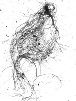 GrowLab® Compact Tabletop Light Garden With Classroom Guide -Outdoor Garden Store gstrootscan 01 1