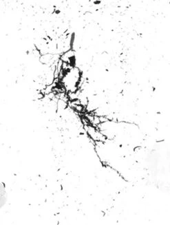 GrowLab® Compact Tabletop Light Garden With Classroom Guide -Outdoor Garden Store gstrootscan 02 1